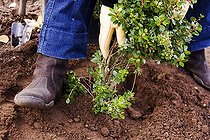 Biosphoto | 1282892 | Planting Abelia in Autumn: Firming In Soil Around Abelia | &copy; Lamontagne / Biosphoto