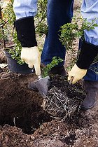Biosphoto | 1282889 | Planting Abelia in Autumn: Using Trowel to Loosen Roots | &copy; Lamontagne / Biosphoto