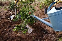 Biosphoto | 1282893 | Planting Abelia in Autumn: Watering In Abelia | &copy; Lamontagne / Biosphoto