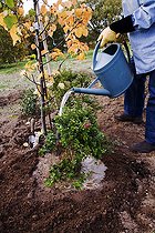 Biosphoto | 1282894 | Planting Abelia in Autumn: Watering In Abelia | &copy; Lamontagne / Biosphoto