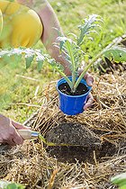 Biosphoto | 2459456 | Planting an artichoke plant in spring. | &copy; Jean-Michel Groult / Biosphoto