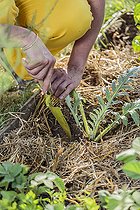 Biosphoto | 2459458 | Planting an artichoke plant in spring. | &copy; Jean-Michel Groult / Biosphoto