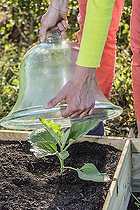 Biosphoto | 2459424 | Planting an eggplant in spring, step by step, cover with a bell or other protection in cool weather. | &copy; Jean-Michel Groult / Biosphoto