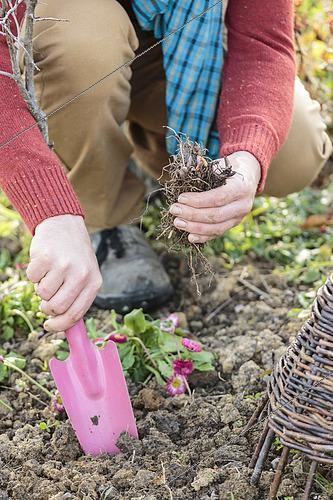 Biosphoto | 2443963 | Planting claws of lily of the valley | &copy; Jean-Michel Groult / Biosphoto