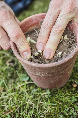 Biosphoto | 2443967 | Planting claws of lily of the valley in pot | &copy; Jean-Michel Groult / Biosphoto