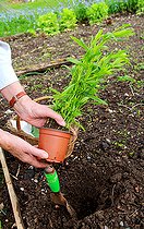 Biosphoto | 2456001 | Planting of a plant of Tarragon (Artemisia dracunculus) | &copy; Lamontagne / Biosphoto