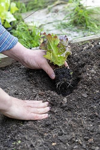 Biosphoto | 2450749 | Planting of a 'Rouge Grenobloise' Batavia lettuce in summer, Pas de Calais, France | &copy; Yann Avril / Biosphoto