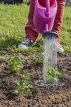 Biosphoto | 2452381 | Planting of celeriac in the vegetable garden in summer. | &copy; Jean-Michel Groult / Biosphoto