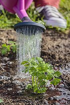 Biosphoto | 2452382 | Planting of celeriac in the vegetable garden in summer. | &copy; Jean-Michel Groult / Biosphoto
