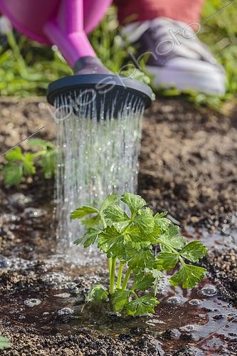 Biosphoto | 2452382 | Planting of celeriac in the vegetable garden in summer. | &copy; Jean-Michel Groult / Biosphoto