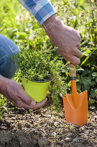 Biosphoto | 2452396 | Planting of creeping Selaginella (Selaginella kraussiana), semi-shade ground cover | &copy; Jean-Michel Groult / Biosphoto