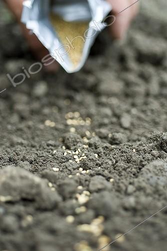 Biosphoto | 1127853 | Planting of the Lamb's lettuce in a vegetable garden France | &copy; Marc Chatelain / Biosphoto