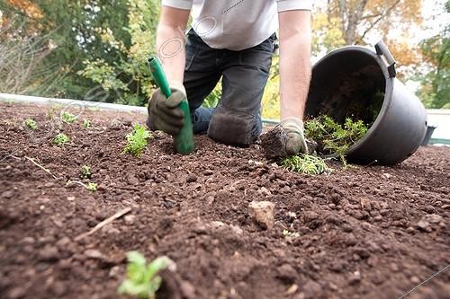 Biosphoto | 1381364 | Planting perennials on a green roof substrate  | &copy; Pascal Greboval / Biosphoto