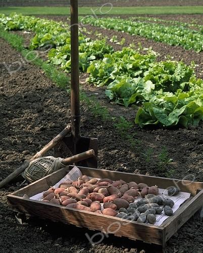 Biosphoto | 987575 | Planting Potatoes | &copy; Gilles Le Scanff & Joëlle-Caroline Mayer / Biosphoto