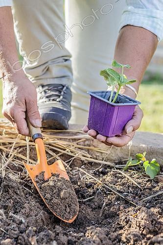 Biosphoto | 2572704 | Planting squash seedlings outdoors at the end of the winter. | &copy; Jean-Michel Groult / Biosphoto