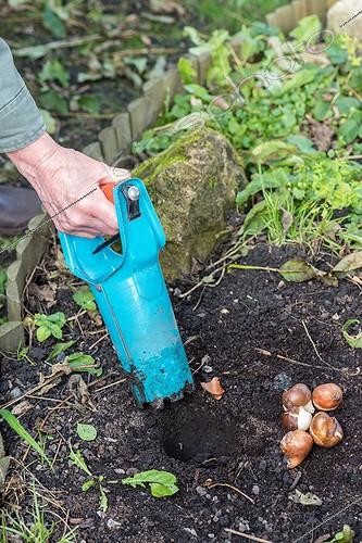 Biosphoto | 2057588 | Planting tulip bulbs in a garden | &copy; Yann Avril / Biosphoto