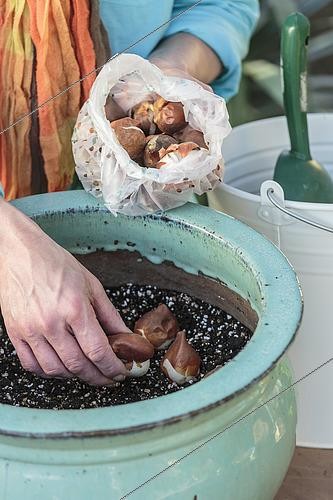 Biosphoto | 2460183 | Planting tulip bulbs in pots step by step. 3: setting of the bulbs. | &copy; Jean-Michel Groult / Biosphoto