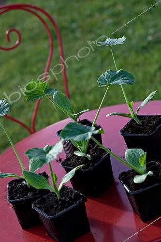Biosphoto | 890660 | Plants de Courge en godet sur une table de jardin | &copy; Philippe Giraud / Biosphoto