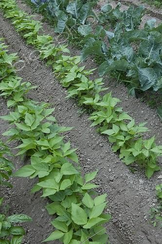 Biosphoto | 1200680 | Plants de haricots dans des jardins ouvriers à Marseille | &copy; Philippe Giraud / Biosphoto