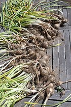 Biosphoto | 2437695 | Plants de Narcisses horticoles (Narcissus pseudonarcissus), Rospez, Bretagne, France | &copy; André Pascal / Biosphoto