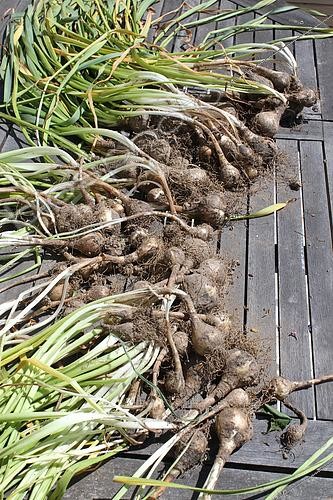 Biosphoto | 2437695 | Plants de Narcisses horticoles (Narcissus pseudonarcissus), Rospez, Bretagne, France | &copy; André Pascal / Biosphoto