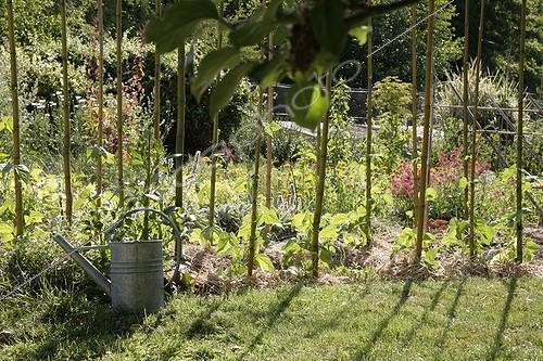 Biosphoto | 1441888 | Plants de Pois à ramer paillés dans un potager fleuri | &copy; Patricia Méaille / Biosphoto