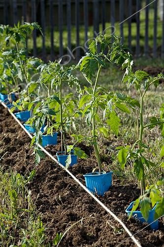 Biosphoto | 597398 | Plants de tomate en godet près à être planter au potager | &copy; Philippe Giraud / Biosphoto
