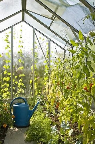 Biosphoto | 589140 | Plants de tomates et arrosoir dans une serre de jardin | &copy; Claudius Thiriet / Biosphoto