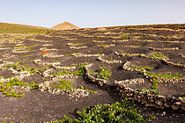 Biosphoto | 2608957 | Plants de vigne protégés du vent par un muret semi-circulaire, trous coniques creusés dans des couches naturelles de gravier volcanique de plusieurs mètres de profondeur, au centre duquel on plante une vigne et au bord duquel on place un demi cercle de roches pour la protéger du vent. La Geria, Ile de Lanzarote, Iles Canaries, Espagne, Europe | &copy; Sylvain Cordier / Biosphoto