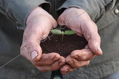 Biosphoto | 2552489 | Plantule dans du terreau entre les mains d'un homme | &copy; Eric Guilloret / Biosphoto