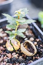 Biosphoto | 2546783 | Plantule de Chêne des canyons (Quercus chrysolepis), en pot. | &copy; Jean-Michel Groult / Biosphoto