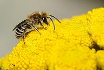 Biosphoto | 2051206 | Plasterer Bee (Colletes daviesanus) on Tansy (Tanacetum vulgare), 2015 July 16, Northern Vosges Regional Nature Park, France, ranked World Biosphere Reserve by UNESCO, France | &copy; Michel Rauch / Biosphoto