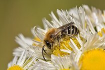 Biosphoto | 2051205 | Plasterer Bee (Colletes similis) female on annual fleabane (Erigeron annuus) 19 June 2015 Northern Vosges Regional Nature Park, France ranked World Biosphere Reserve by UNESCO, France | &copy; Michel Rauch / Biosphoto