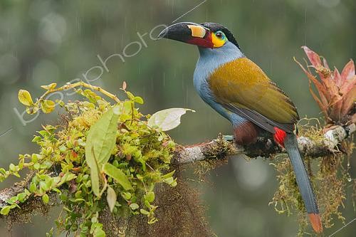 Biosphoto | 2439938 | Plate-billed Mountain Toucan (Andigena laminirostris) perched on a branch in the rain, Mindo, Ecuador | &copy; Daniel Brockner / BIA / Biosphoto