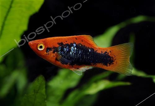 Biosphoto | 2433042 | Platy (Xiphophorus maculatus) mâle 'Tuxedo Rouge' | &copy; Aqua Press / Biosphoto