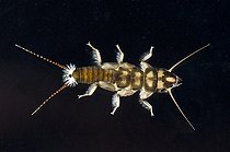 Biosphoto | 2433962 | Plecoptera (Perlidae sp) on black background, Lake Quinault, Olympic Peninsula, Washington, D.C. | &copy; Stuart Wilson / Biosphoto