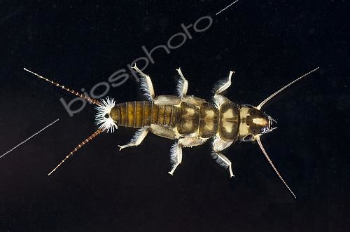 Biosphoto | 2433962 | Plécoptère (Perlidae sp) sur fond noir, Lac Quinault, Péninsule Olympique, Washington | &copy; Stuart Wilson / Biosphoto