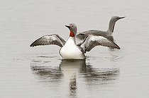 Biosphoto | 2586152 | Plongeon catmarin (Gavia stellata) couple sur un lac, Islande | &copy; Michel Rauch / Biosphoto