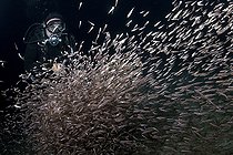 Biosphoto | 2582647 | Plongeur enveloppé dans un nuage d'Athérines (Atherina presbyter), îles Canaries | &copy; Sergio Hanquet / Biosphoto