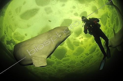Biosphoto | 1372554 | Plongeur et Bélouga sous la banquise - Mer Blanche, Carélie  | &copy; Wolfgang Poelzer / WaterFrame / Biosphoto