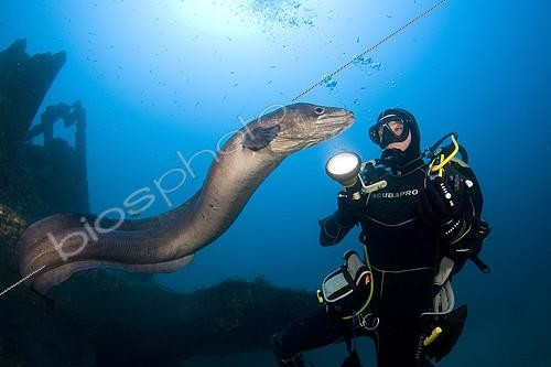 Biosphoto | 2148786 | Plongeur et Congre commun (Conger conger), interaction, Epave de la Tantine, Barge aux Congres, Port-Cros, France, Mer Méditerranée | &copy; Jean-Michel Mille / Biosphoto