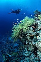 Biosphoto | 417069 | Plongeur et corail Jackson Reef Ras Mohamed Mer Rouge Egypte | &copy; Jean Cassou / Biosphoto