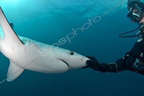 Biosphoto | 2036647 | Plongeur et Requin peau bleue - Afrique du Sud  ; Plongeuse caressant les ampoules de Lorenzini sur le museau d'un requin bleu | &copy; Bruno Guénard / Biosphoto
