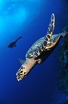 Biosphoto | 1251423 | Plongeur et Tortue imbriquée Cozumel Yucatan Mexique | &copy; Xavier Safont / Visual and Written - Photo Collection / Biosphoto