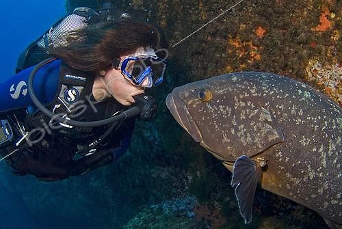 Biosphoto | 2148774 | Plongeuse et 'Bebert' le Mérou brun (Epinephelus marginatus), Scandola, Corse, Mer Méditerranée | &copy; Jean-Michel Mille / Biosphoto