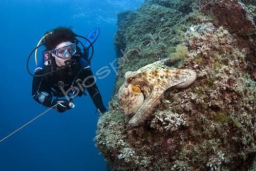Biosphoto | 2148839 | Plongeuse et Poulpe commun (Octopus vulgaris) sur le récif, Scandola, Corse, Mer Méditerranée | &copy; Jean-Michel Mille / Biosphoto
