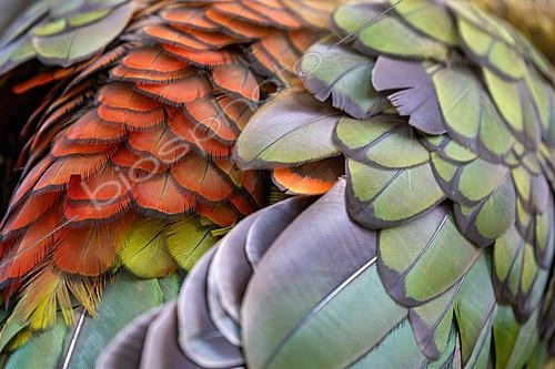 Biosphoto | 2628193 | Plumage coloré d'un Nestor Kea (Nestor notabilis), Nouvelle Zélande | &copy; Evelyne Boyard / Biosphoto