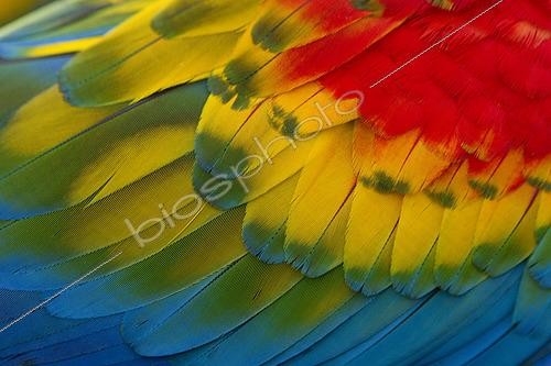 Biosphoto | 2592667 | Plumage de Ara rouge (Ara macao), Guyane Française | &copy; Nicolas Defaux / Biosphoto