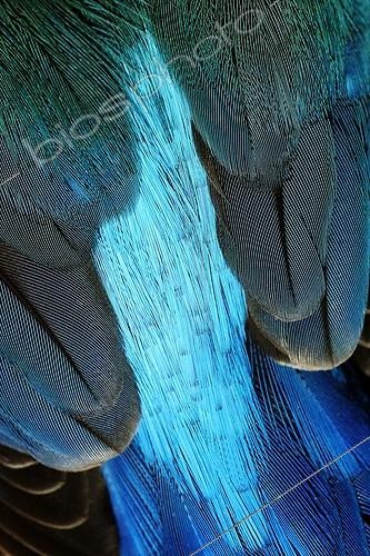 Biosphoto | 53141 | Plumage de l'extrémité postérieure d'un Martin-pêcheur  ; Lac de Neuchâtel Suisse | &copy; Jean-Lou Zimmermann / Biosphoto