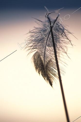 Biosphoto | 529768 | Plume de duvet en contre-jour accrochée à une herbe Jura | &copy; Florent Cardinaux  / Biosphoto
